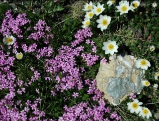  Flora de cerro en verano 